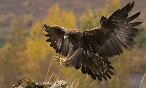 the golden eagle landing | Natan Dotan | Flickr Eagle Sketch, Eagle Landing, Eagle Hunting, Aigle Royal, White Tailed Eagle, Eagle Face, Raptors Bird, Eagle Painting, Eagle Wallpaper