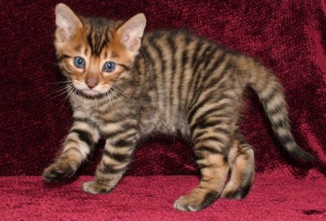 Toyger Kitten, Toyger Cat, Hybrid Cat, Exotic Shorthair Cat, Burmese Cat, Rare Cats, Exotic Cats, Exotic Shorthair, Beautiful Cat Breeds