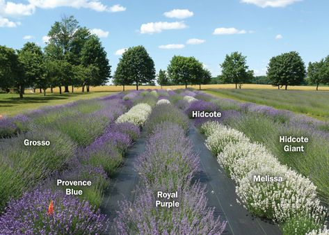 Lavender Plant Care, Lavender Hedge, Growing Lavender, Lavender Garden, Market Garden, Lavender Farm, Lavender Plant, Salou, Lavender Fields