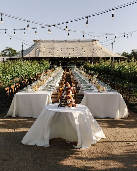 Autumn Vineyard Wedding, Dripping Springs Wedding, Acre Cabo, Table Settings Outdoor, Lucy Pearl, Outdoor Vineyard Wedding, Vineyard Wedding Reception, Camp Lucy Wedding, Wedding Vineyard