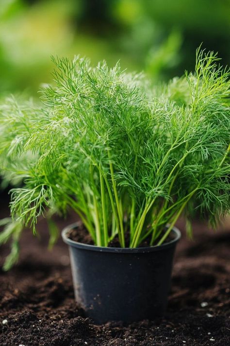 "🌿🌱 Dill is a delightful herb that adds a burst of fresh flavor and fragrance to a variety of dishes, from pickles to salads. With these simple tips, you'll learn how to cultivate healthy, thriving dill plants that enhance your culinary creations. Whether you're growing it in your garden or in containers, dill is a versatile and easy-to-grow herb that deserves a spot in your herb collection. 😋🍃 #HerbGarden #FlavorfulHerbs #GardenTips" Growing Dill, Buttered Noodles Recipe, How To Grow Dill, Leftover Breakfast, Chicken Pie Recipe, Brunch Appetizers, Best Chinese Food, Delicious Seafood Recipes, Best Mexican Recipes