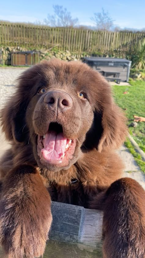 Newfoundland male/female dog name ideas Tex Penny Maggie Drachen Gracie Mercy Bruno Romy Garnet Lurch Wookie Burly Heidi Isa Zima Zara Tarita Mack Malu Hooch Tracker Trapper Attila Sergeant Crimson Chunky Godzilla Olympas Zia Katie Raptor Gladiator Dante Shark Sammy Siouxsie Misty Sasquatch Coco Sabre Lincoln Brawler Apollo Max Drakkar Brawny Muscles Ulysses Dream Ebony. Newfoundland Puppy Aesthetic, Fluffy Big Dogs, Newfoundland Puppy Brown, Big Dog Puppies, New Foundland Puppy, Newfoundland Dog Brown, New Found Land Dog, Big Dogs Aesthetic, Newfoundland Dog Aesthetic