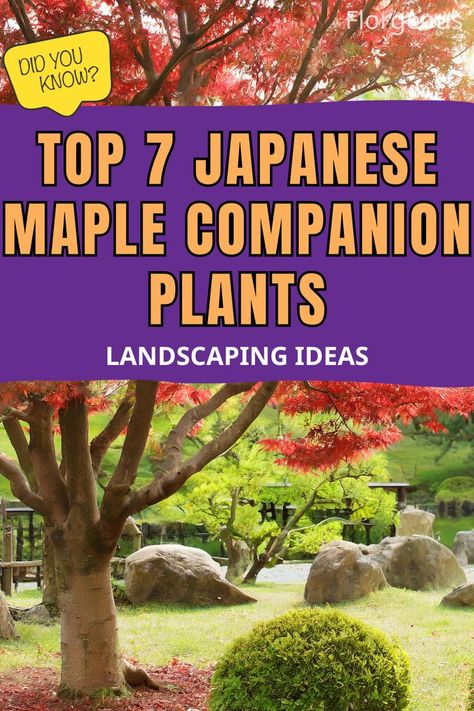 Japanese Maple Companion Plants Small Japanese Garden Ideas, Japanese Maple Tree Landscape, Maple Tree Landscape, Hakone Grass, All Types Of Flowers, Japanese Painted Fern, Shade Tolerant Plants, Small Japanese Garden, Japanese Forest