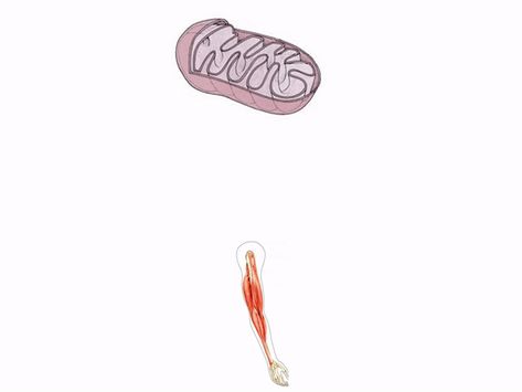 ATP and ADP cycle between each other. Calvin Cycle, Gif Animation, Biology, Cycling, Gif, Science, Education, Quick Saves