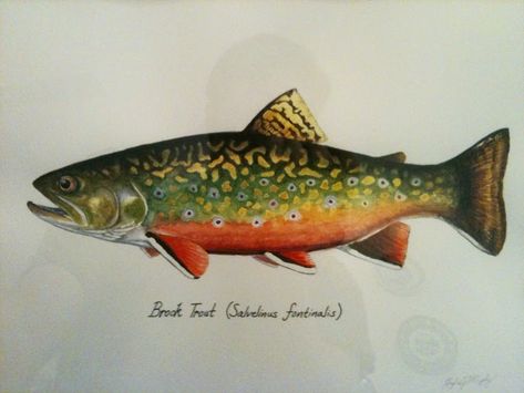 CATCH AND RELEASE: My first Brook Trout Painting Trout Pictures, Flyfishing Art, Trout Tattoo, Trout Painting, Trout Art, Nature Details, Fly Fishing Art, Trout Fishing Tips, Fishing Art