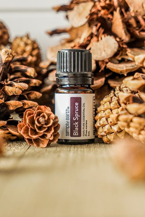 Meet your NEW essential oil BFF! 🤩🎉 Black Spruce Essential Oil has arrived and is here to boost your mood, ease your aches, and support your respiratory health. This potent oil packs a serious punch with its fresh, woodsy scent. Whether diffusing it at home or whipping up DIY skincare, Black Spruce Essential Oil has multiple benefits that you’ll love. 💯🌿 Siberian Fir Essential Oil, Black Spruce Essential Oil, Pine Needle Essential Oil, Ceaderwood Essential Oil Benefits, Fir Needle Essential Oil, Spruce Essential Oil, Black Spruce, Simply Earth, Poor Circulation