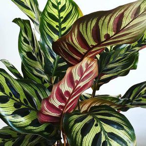 Calathea Makoyana, Peacock Plant, Nursery Garden, Zebra Plant, Calathea Plant, Plant Tattoo, Garden Centre, House Plants Indoor, Plant Nursery