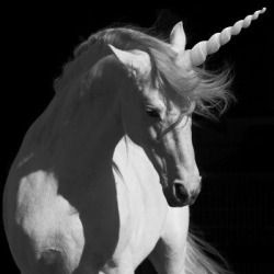 Aesthetics And Playlists Unicorn And Fairies, Magical Horses, Real Unicorn, Yennefer Of Vengerberg, Black Unicorn, Fantasy Horses, The Last Unicorn, Unicorn Horse, Unicorn Art