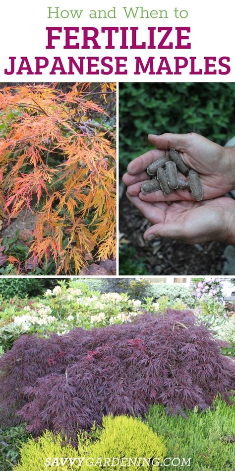 When and How to Fertilize Japanese Maples. When caring for your Japanese maple trees you need to consider the right time to fertilize and how to do it correctly. Japanese maple trees are great for home landscaping but caring for them is essential to the growth and health of the plant. Learn here how to prune them and the best fertilizer to use. Japanese Maple Pruning, Pruning Japanese Maples Trees, Fertilizer For Japanese Maple Tree, Chinese Maple Tree, When To Tap Maple Trees, Japanese Maple Tree Care, Japanese Maple Care, Japanese Bloodgood Maple Tree, Japanese Maple Tree Landscape