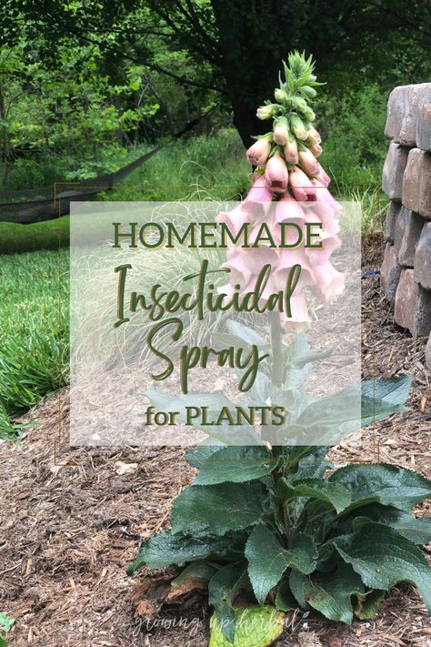 Homemade Insecticidal Spray for Plants | Growing Up Herbal | Learn how to make a non-toxic homemade insecticidal spray for indoor and outdoor plants that work to keep pesky insects off your plants. Diy Bug Spray For Plants, Homemade Plant Bug Spray, Need Oil Plant Spray, Natural Bug Spray For Plants, What To Spray On Plants For Bugs, Diy Houseplant Insecticide, All Natural Bug Spray, Plant Bugs, Homemade Cleaning Supplies