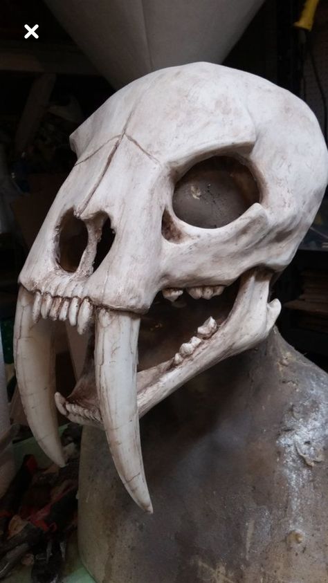 Saber Tooth Tiger Skull, Cat Skull Mask, Bone Crown, Saber Tooth Tiger, Tiger Skull, Skull Reference, Ram Skull, Animal Skull, Vulture Culture