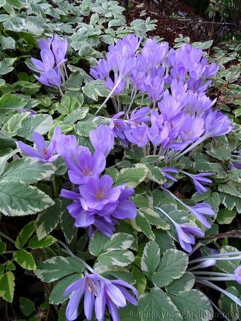 Autumn Crocus Crocus Garden, Autumn Crocus, Purple Garden, Flowers Nature, Dream Garden, Pretty Flowers, In The Garden, Beautiful Gardens, The Garden