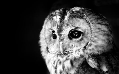 HD Owl Wallpapers Backgrounds download. Owl Wallpaper Iphone, Owl Symbolism, Owl Background, Owl Facts, 2k Wallpaper, Cute Owls Wallpaper, Owl Photography, Black Owl, Owl Wallpaper