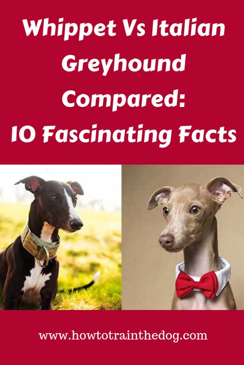 The Whippet Vs Italian Greyhound Compared:10 Fascinating Facts Miniature Italian Greyhound, Italian Whippet, Italian Greyhound Rescue, Greyhound Puppies, True Friendships, Italian Greyhound Puppies, Greyhound Puppy, House Elf, Italian Greyhound Dog