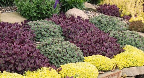 Wise About Water - Greenhouse Product News Outdoor Plants Landscaping, Fire Cracker, Front Yard Plants, Gardening Zones, Garden Solutions, About Water, Pot Of Gold, Pretty Plants, Plant Collection