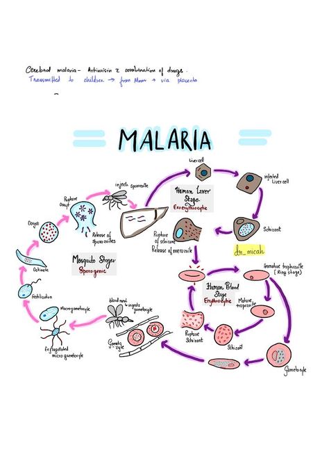 iPad notes Med Notes Ipad, Malaria Notes, Med Notes, Bio Notes, Study Medicine, Ipad Notes, Medical Notes, Nursing Study Guide, Science Rules