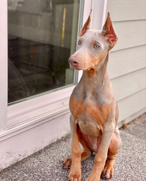 Isabella Doberman, Doberman Fawn, Grey Doberman, Fawn Doberman, Doberman Colors, Doberman Pinscher Blue, Brown Doberman, Blue Doberman, Doberman Love