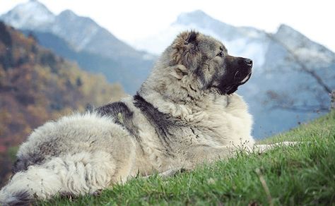 https://alchetron.com/Georgian-Shepherd Georgian Shepherd, Dog Tongue, Alabai Dog, Caucasian Shepherd Dog, Guardian Dog, Kangal Dog, Caucasian Shepherd, Giant Dog Breeds, Livestock Guardian Dog