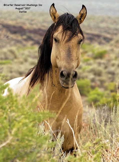 Mustang Stallion, Kiger Mustang, Wild Horses Mustangs, Wild Horses Photography, Mitochondrial Dna, Dna Testing, The Carter, Animal Reference, Mustang Horse