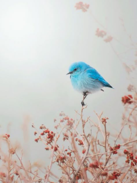 幻想的な雰囲気のマウンテン・ブルーバード♡青い鳥の美しい画像♪ Pretty Birds, Colorful Birds, Cute Birds, Little Birds, Little Bird, 귀여운 동물, Bird Watching, Birdy, Love Birds