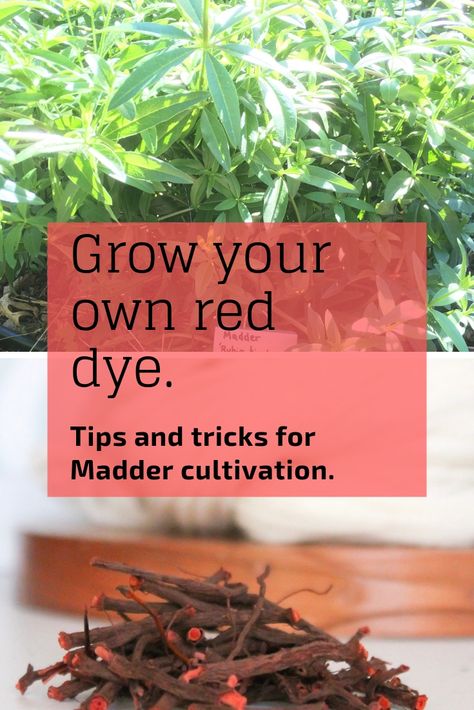 Growing Madder – KnittyVet Madder Root Dye, Madder Plant, Dye Garden, Dye Plants, Fabric Dyeing Techniques, Diy Dye, Red Dye, Dyeing Fabric, Natural Dye Fabric