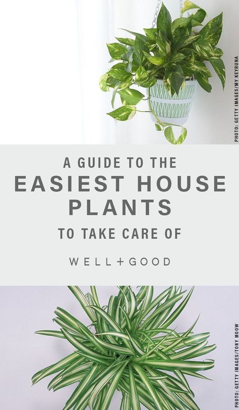 5 indoor plants that are hard to kill. Looking to spruce up your indoor garden? These five options: snake plants, jade plants, trailing plants, Dracaneas, and ZZ plants are easy to keep alive. Dream Decorations, Environmental Wellness, Philly Apartment, Live Space, Sustainability Tips, Holistic Products, Apartment Tips, Starter House, Easy House Plants