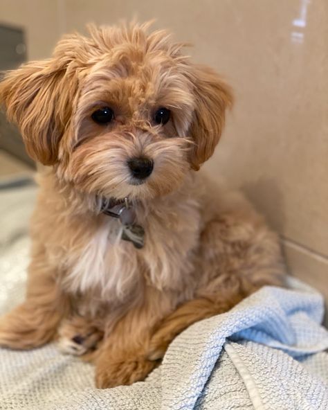 Maltipoo Full Grown Apricot, Toy Maltipoo Full Grown, Maltipoo Full Grown, Toy Maltipoo, Maltipoo Dog, Dream Dog, Happy Puppy, Cute Dogs And Puppies, Toy Poodle