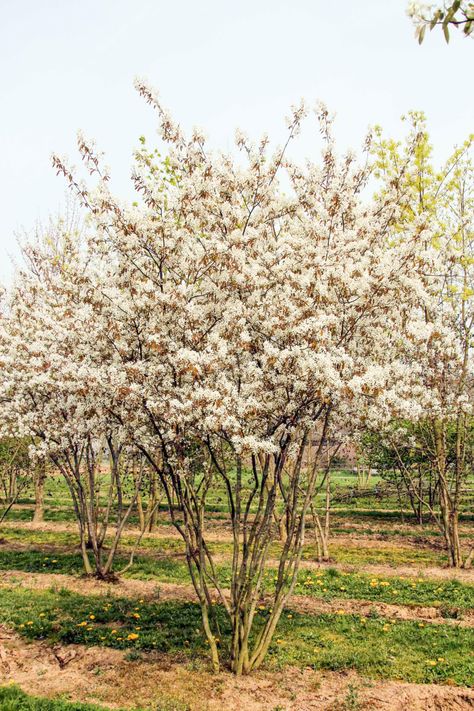 Amelanchier canadensis | TreeEbb | Online tree-finding tool | Ebben Nurseries Amelanchier Grandiflora Robin Hill, Multi Stem Trees, Amelanchier Alnifolia, Amelanchier Lamarckii, White House Garden, Front Yard Plants, North Garden, Corner Garden, Native Garden