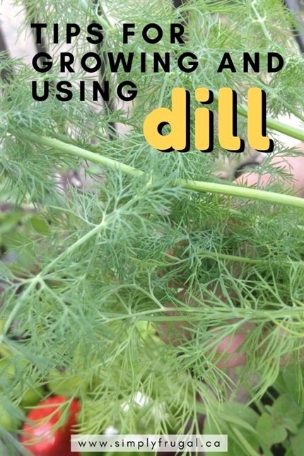 Tips for growing and using dill from your garden.  #herbs #garden #dill #vegetablegarden Growing Dill, Grow Dill, How To Grow Dill, Gardening Herbs, Growing Gardens, Herbs Garden, Garden Herbs, Herb Gardens, Herb Gardening