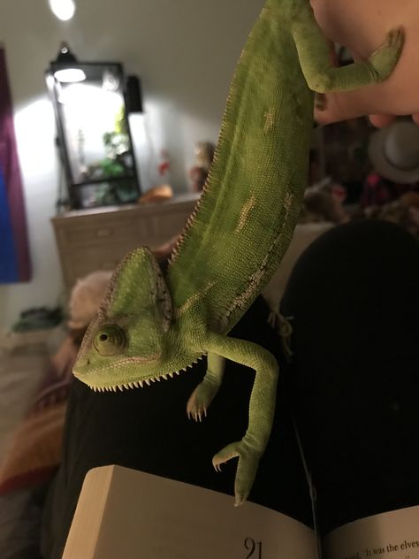 Chameleon Cage, Reptile Care, Cute Lizard, Dream Pet, Earth Baby, Cute Reptiles, Chameleons, Pretty Animals, Reptiles And Amphibians