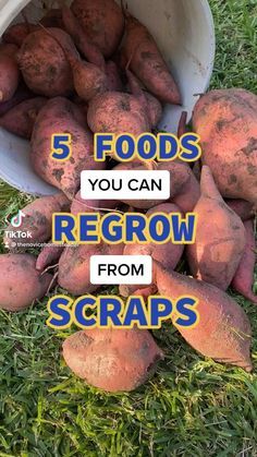 Regrow From Scraps, Regrow Vegetables, Free Front, نباتات منزلية, Vegetable Garden Diy, Indoor Vegetable Gardening, Backyard Vegetable Gardens, Garden Veggies, Veg Garden