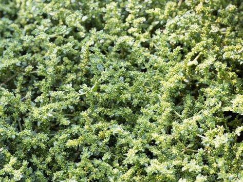 Growing Green Carpet Lawns - Using Herniaria Ground Cover As Lawn Substitute Lawn Substitute, Lawn Alternative, Evergreen Groundcover, Lawn Alternatives, Alpine Garden, Green Mat, Growing Greens, Flower Fragrance, Seed Catalogs