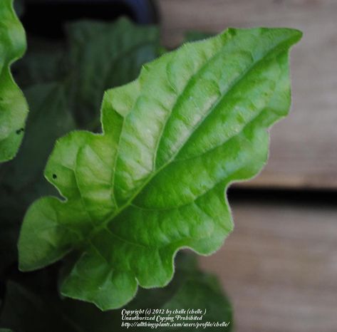 Photo of Gerbera Daisy (Gerbera jamesonii Jaguar™ Mix) uploaded by chelle Gerbera Daisy Leaves, Leaf Reference, Plants Reference, Daisy Leaves, Daisy Leaf, Gerbera Jamesonii, Felt Brooches, Plant Study, Gerbera Daisies