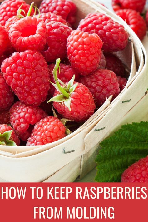 How To Keep Raspberries Fresh Longer, How To Preserve Raspberries, Best Way To Store Raspberries, How To Store Raspberries In Fridge, How To Wash Raspberries, How To Clean Raspberries, Cleaning Raspberries, Canning Ideas, Fruit Health