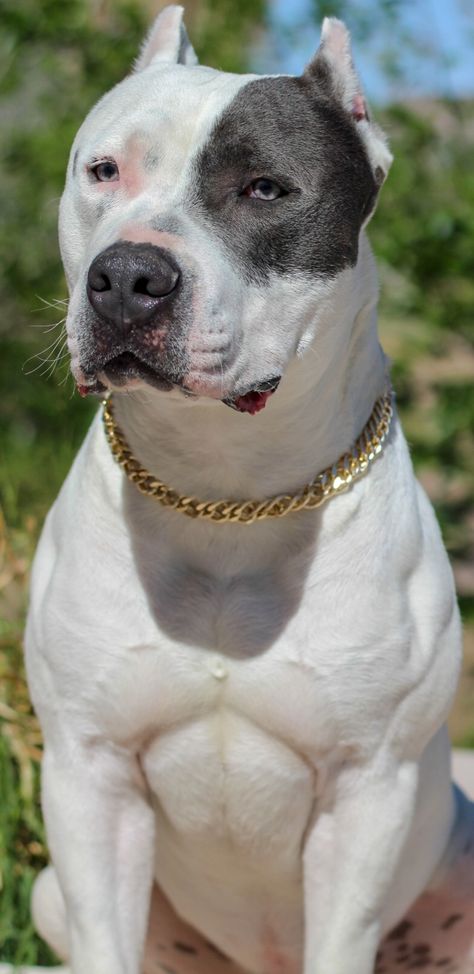 Pitbull blanco White Pitbull Puppies, Dog Therian, Pitbull Blue, White Pitbull, Pitbull Dog Breed, Black Pitbull, Supplements For Dogs, Army Dogs, Pitt Bull