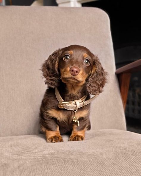 Cute baby dog sitting Miniature Dachshund Breeders, Dapple Dachshund Miniature, Daschund Puppies, Dapple Dachshund Puppy, Doxie Puppies, Baby Dachshund, Dachshund Puppies For Sale, Dachshund Puppy Miniature, Dapple Dachshund