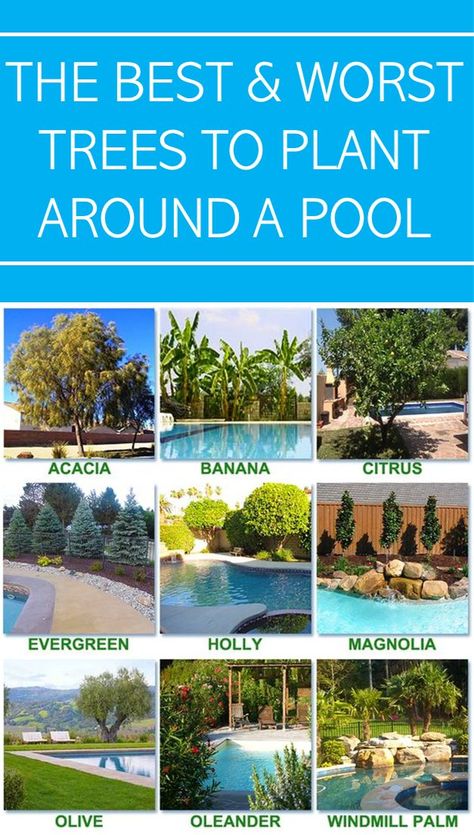 Garden Design Plans Drawing, Backyard Trees Landscaping, Swimming Pools Backyard Landscape, Pool Area Landscaping, Plants Around Pool, Landscaping Around Pool, Gardening Painting, Tropical Pool Landscaping, Tropical Backyard Landscaping