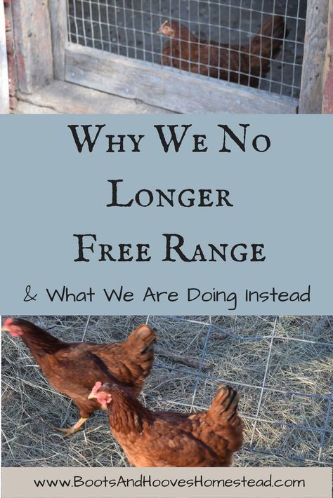 Why We No Longer Free Range (and what we are doing instead). Free range chickens. Homestead chickens. Predator control. Chicken keeping. Free Range Chickens Coop, Raising Turkeys, Chicken Tractors, Chicken Keeping, Urban Chickens, Chicken Life, Raising Backyard Chickens, Keeping Chickens, Free Range Chickens