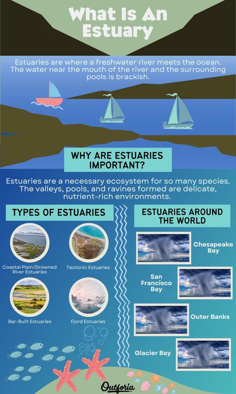 Estuaries are incredibly diverse ecosystems, with many habitats available. Different bird, fish, mammal, and invertebrate species inhabit these delta-like structures. Estuaries are a section of water where a river meets the ocean. Several rivers will converge to one large opening to the sea. The article below will teach you how these unique habitats develop and the variety of animals that call them home. Check Outforia's latest article to learn more! Estuary Ecosystem, Science Infographics, Coastal Plain, River Delta, Sea Level Rise, Glacier Bay, Cruise Destinations, Lake Water, Marine Biology