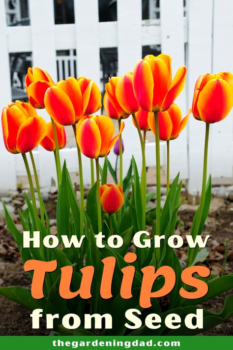 Learning How to Grow Tulips from Seed is so easy and fun! Learn growing, caring, harvesting, and storing tips and ideas! And you'll even save money! #tulips #flowers #gardening Tulip Seeds Planting, How To Grow Tulips, Grow Tulips, Tulip Seeds, Daffodils Planting, Flower Garden Layouts, Growing Tulips, Planting Tulips, Flowers Gardening