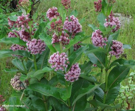 Planting Milkweed, Red Trillium, Monarch Migration, Common Milkweed, Monarch Butterfly Garden, Milkweed Seeds, Partial Shade Plants, Milkweed Plant, Wildflower Photo