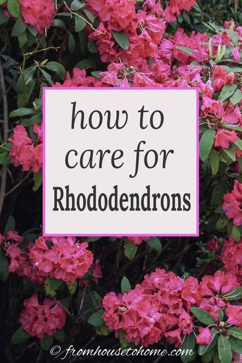 Learn how simple Rhododendron care actually is with these easy tips on how to grow beautiful Azalea and Rhododendron bushes. #fromhousetohome #shade #flowers #bushes #shrubs #garden Perennial Shade Garden, Rhododendron Care, Shade Loving Shrubs, Shade Garden Ideas, Azalea Bush, Perennials Flowers, Plants Under Trees, Azaleas Garden, Hampshire House