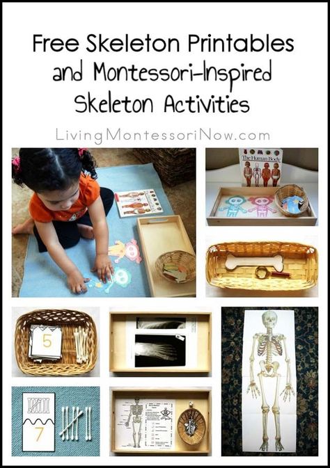 Free skeleton printables and Montessori-inspired skeleton activities to help any age of child learn about the bones of the body; printables and activities for classroom or home; activities for Halloween or a skeleton unit at any time of year Skeleton Activities, Body Preschool, Human Body Activities, Montessori Science, Human Body Unit, Montessori Lessons, Activities For Preschoolers, Montessori Preschool, Montessori Ideas