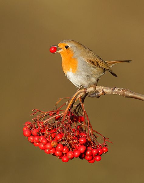 Robin Most Beautiful Birds, Kinds Of Birds, Nature Birds, Bird Pictures, Exotic Birds, Pretty Birds, Bird Photo, Colorful Birds, Bird Garden