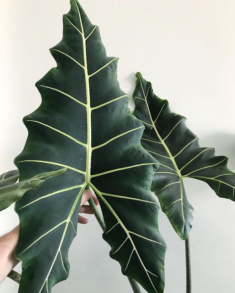 Alocasia Sarian, Caladium Garden, House Green, Plant Photography, Indoor Jungle, Plant Design, Garden Plants, House Plants, Plant Leaves