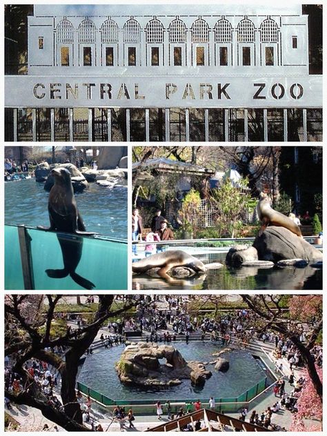 Central Park Zoo - Central Park, NYC One Central Park, Central Park Zoo Aesthetic, New York Zoo, Nyc Zoo Central Park, New York Park Central, Central Park Zoo, Bronx Zoo New York, New York Bucket List, Central Park From Above