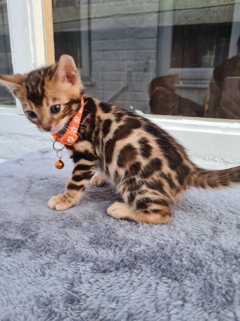 Bengal Kittens For Sale, Bengal Kitten, What Cat, Aesthetic Cat, Puppies And Kitties, Silly Cats Pictures, Cat Breed, Super Cute Animals, Pretty Animals