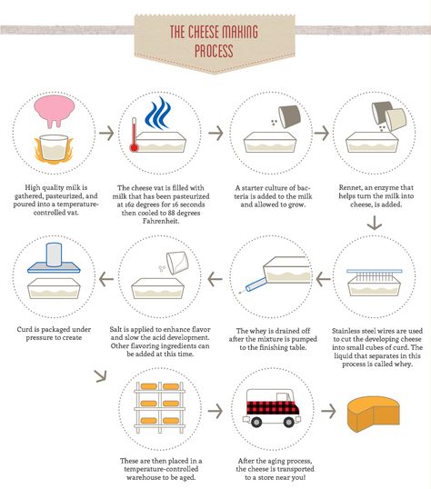 If you’ve ever seen our Facebook page, you know we LOVE our cows here at Cabot. So to honor these hard working bovine beauties, we decided to put together this fun infographic that dives into the cheese making process and outlines how a cow’s breed can actually affect the flavor and type of cheese produced. #cows #moo #dairyfarm #bovine #infographic #knowledge #dairy #process Cheese Infographic, Production Infographic, Fun Infographic, Cheese Making Process, Type Of Cheese, Moon Cheese, Cheddar Cheese Recipes, Beautiful Cheese Board, Pimento Cheese Recipes