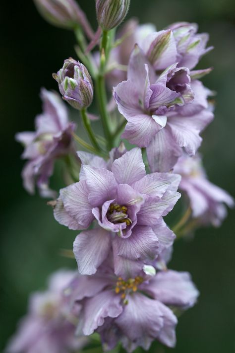 Larkspur Lavender Varieties, Larkspur Flower, Flower Identification, Cut Flower Garden, Line Flower, Flower Spike, Month Flowers, Birth Month Flowers, Elegant Flowers