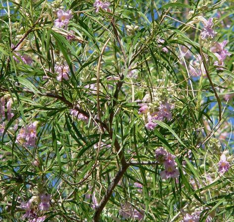 Caring For Desert Willows - Learn How To Grow A Desert Willow Tree Willow Tree Leaves, Arizona Gardens, Willow Trees Garden, Desert Willow Tree, Seed Propagation, Tree Facts, Drought Resistant Landscaping, Desert Trees, Desert Willow